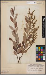 Foto von Salix aurita L. x Salix eleagnos Scop.
